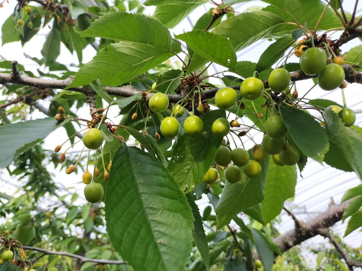 さくらんぼ20250527